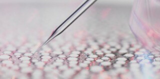 Descubre nuestro enfoque científico único: la ecobiología.